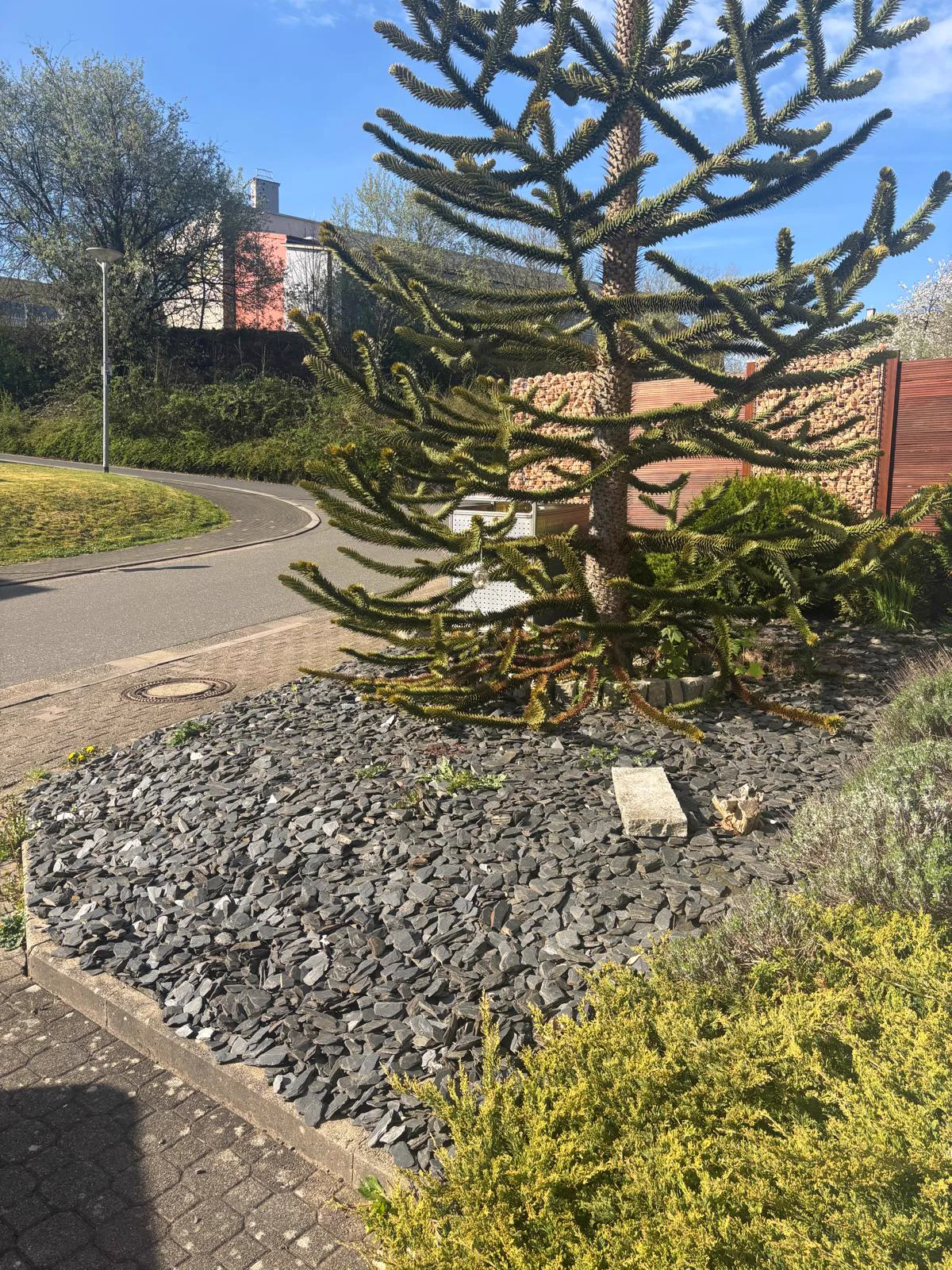 Gepflegtes Steinbeet mit Affenbaum