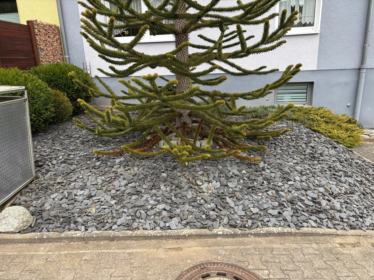 Aufgeräumter Steingarten mit frei gelegter Pflanze